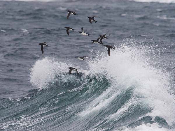 Ruokki, Razorbill, Alca torda